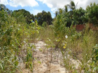 TERRENO ANGULO II