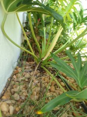 JARDIM LATERAL ( PROVOCANDO INFILTRAÇÃO PARA A SAL