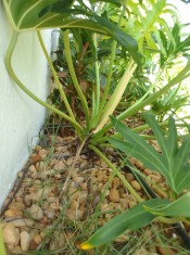 JARDIM LATERAL ( PROVOCANDO INFILTRAÇÃO PARA A SAL
