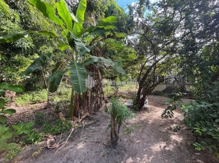&Aacute;RVORES FRUT&Iacute;FERAS